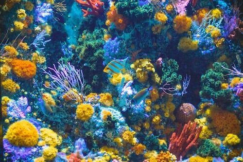 Life Below Water