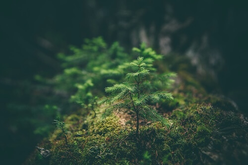 Life on Land