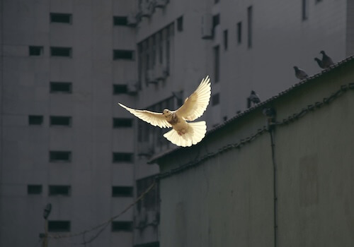 Peace & Justice